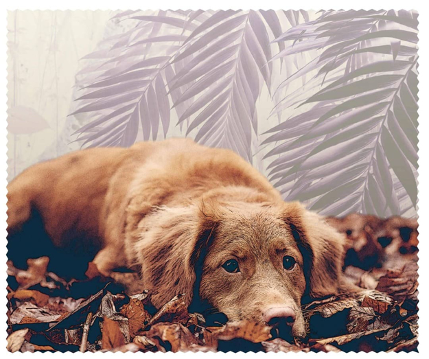Bild von Macroclean Microfasertuch "Hund", 15 x 18 cm, 100 Stück